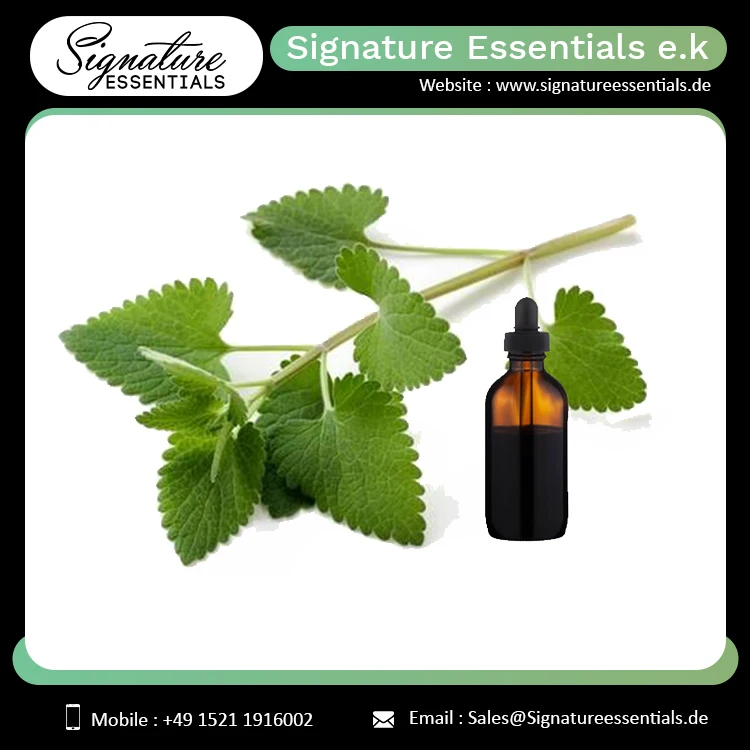 Best Selling  Cosmetic/Skin Care Use/ Medicinal Use Healthy Catnip Essential Oil (Nepeta cataria)