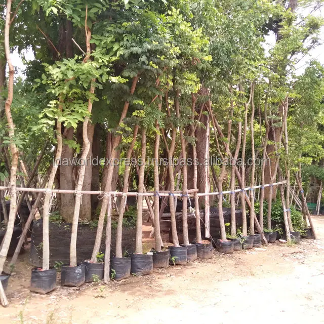 
Best selling Tropical 2 -3 meter Outdoor Landscaping Royal PoincianaTree 