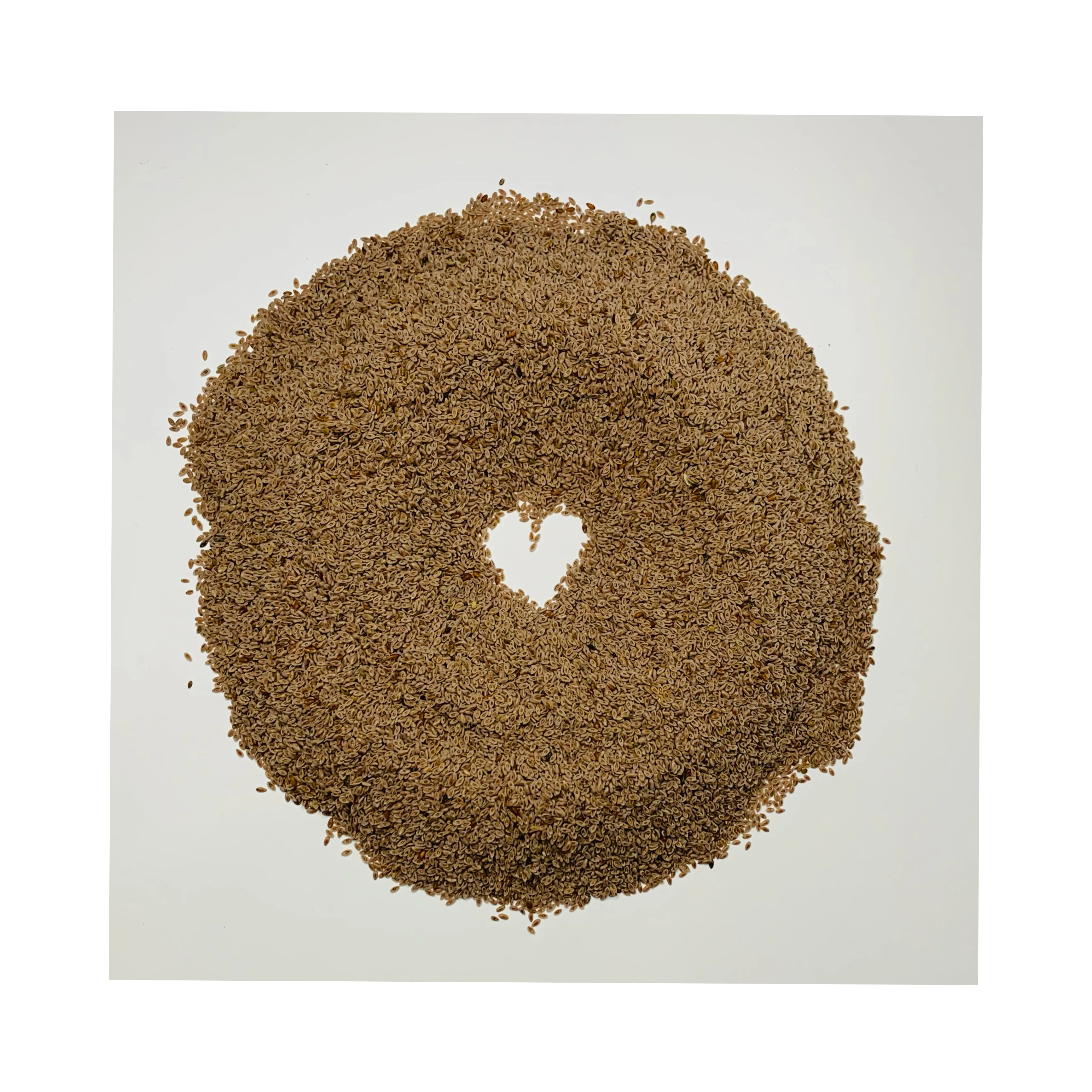 Organic Psyllium Seed Premium High Quality Pure Extract 99% Wholesale Bulk Quantity Retail Best Price Best Quality