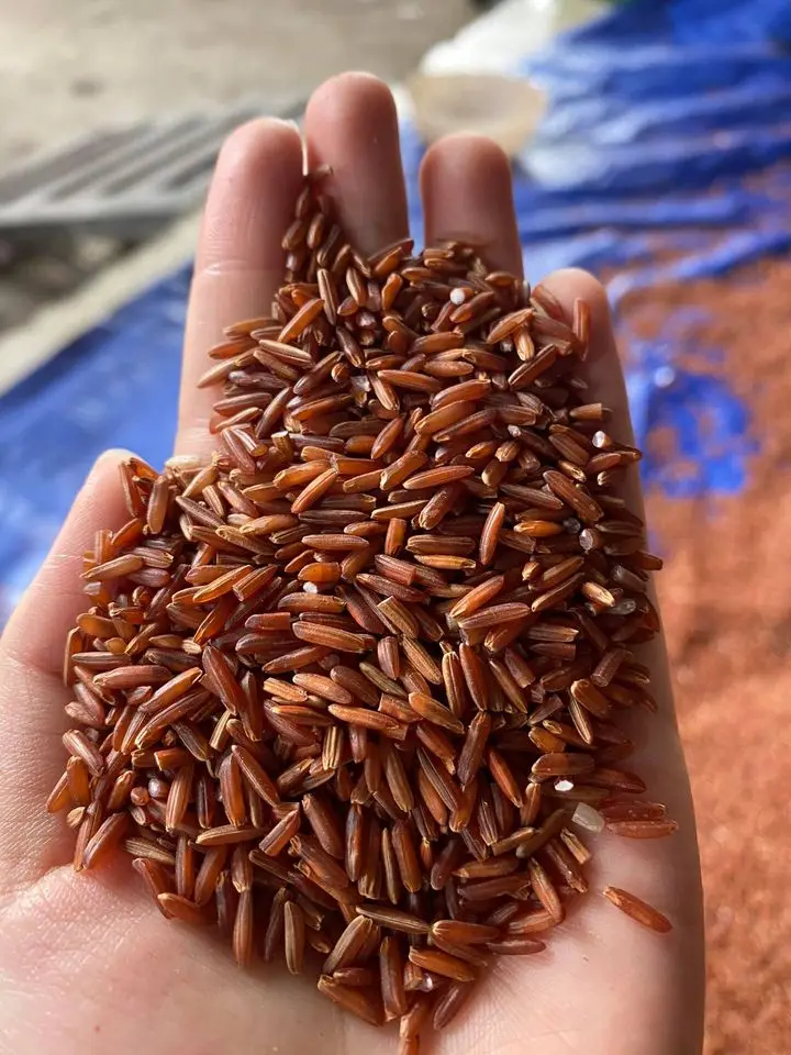Worldwide Export 5% Broken Healthy Food Common Cultivation Type Long Grain One Color Red Rice Vietnam