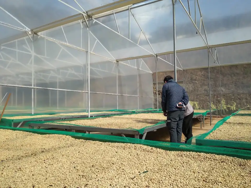 Высококачественные кофейные зерна Arabica Robusta, Вьетнам