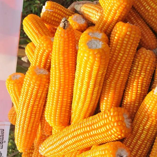 
White and Yellow Corn / Yellow Maize for Animal Feed or Human consumption FOR SALE 