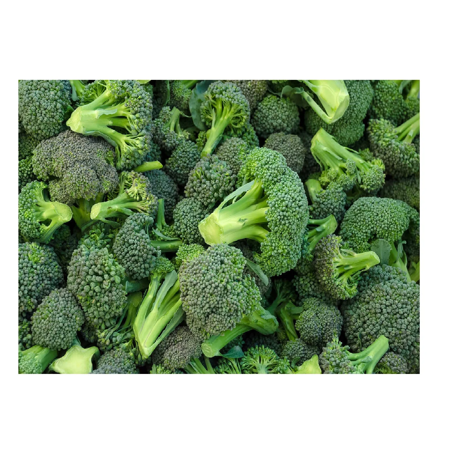 
Good Price 100% Maturity New Crop High Quality Hot Sale Fresh Viet Nam Broccoli Frozen Storage 