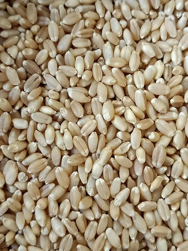 Wheat Grain 8.jpg