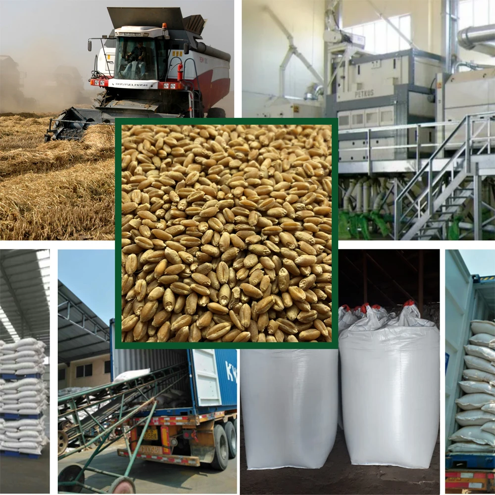 Great quality wheat  any quality requirements, wholesale prices