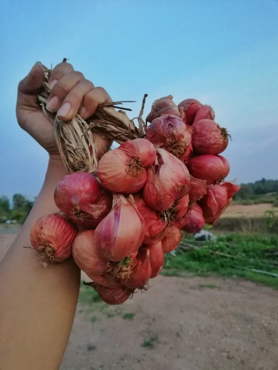 
Good Price Fresh Red Shallot Onion from Thailand 