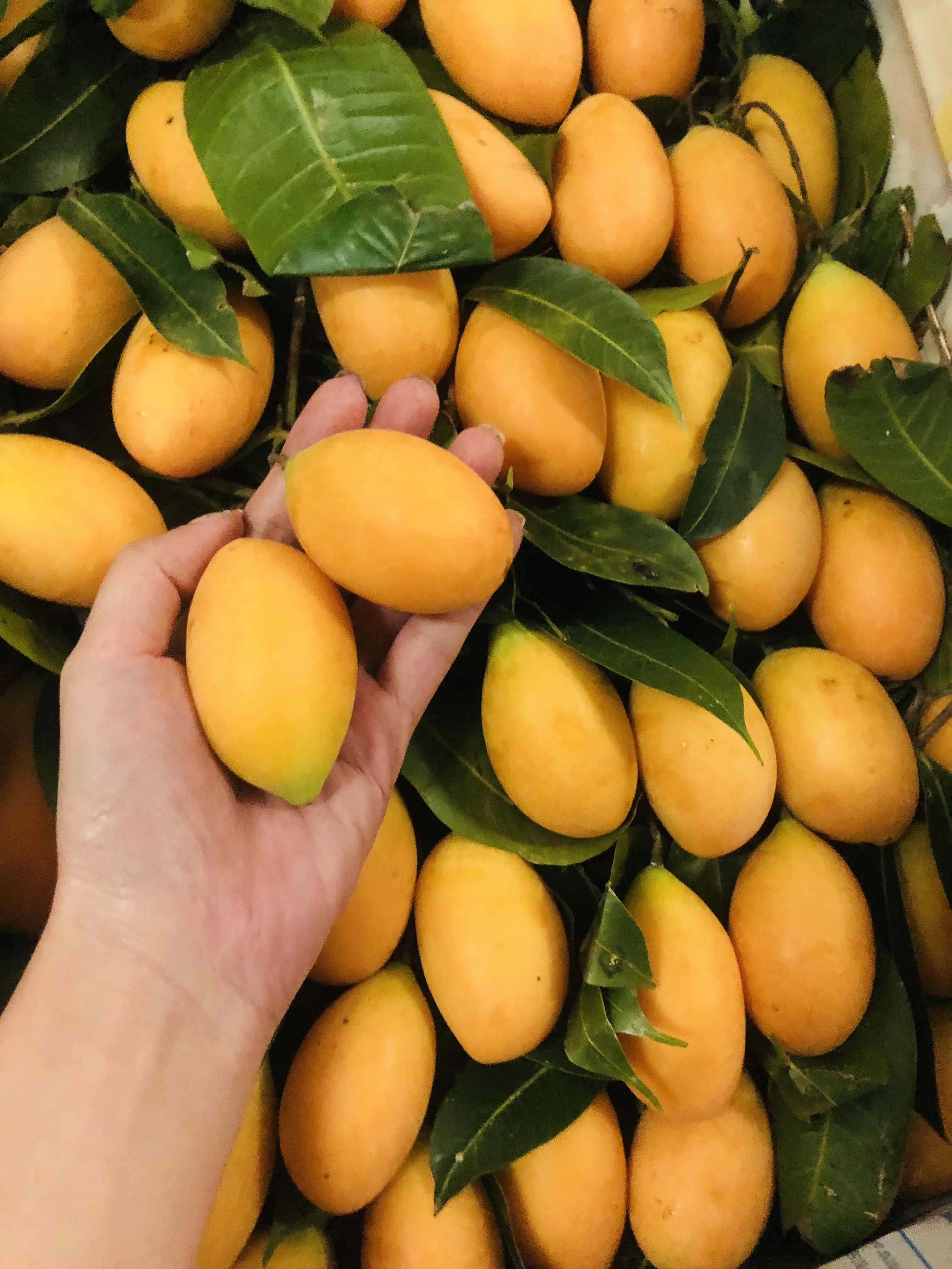 Thailand Premium Fresh Marian Plum (mayongchid)