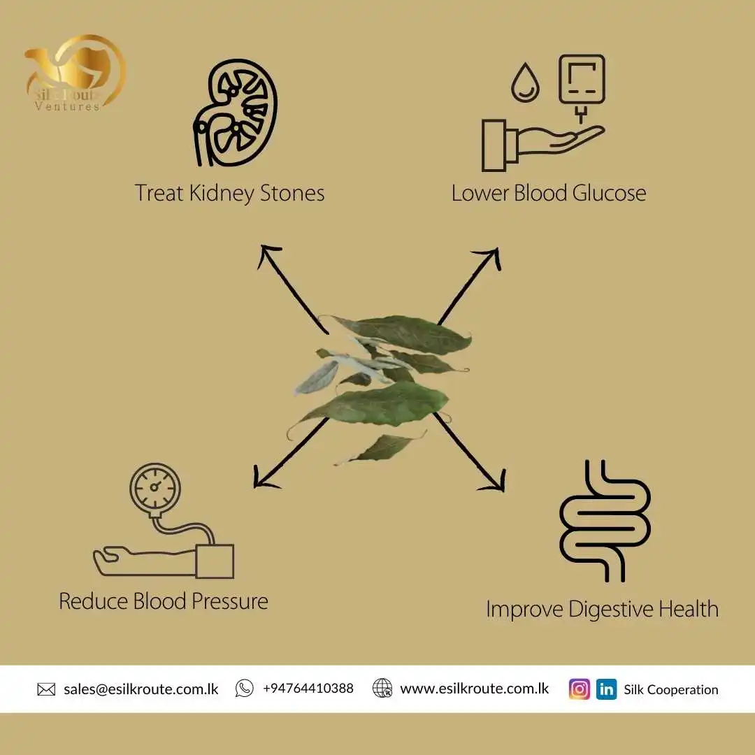 Огромный спрос оптовая продажа натуральный производитель серебряных листьев авокадо Цейлонское качество 100% чистые Органические листья для продажи