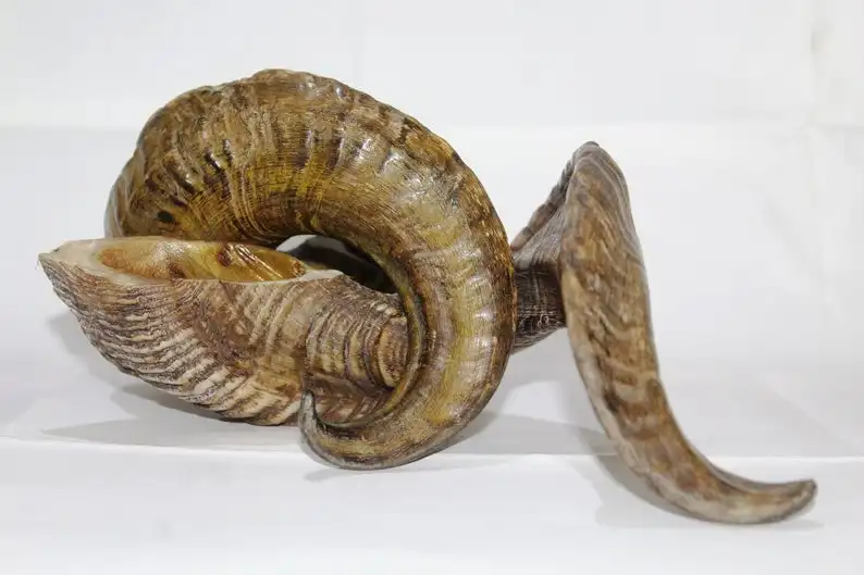 RAW RAM HORN  FOR MAKING KNIFE HANDLE