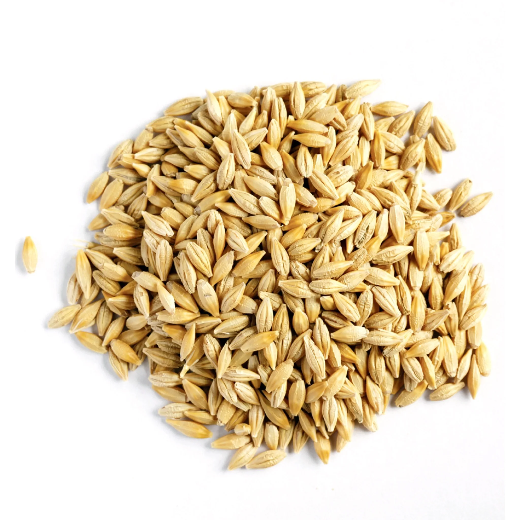 Wholesale Good Quality Barley