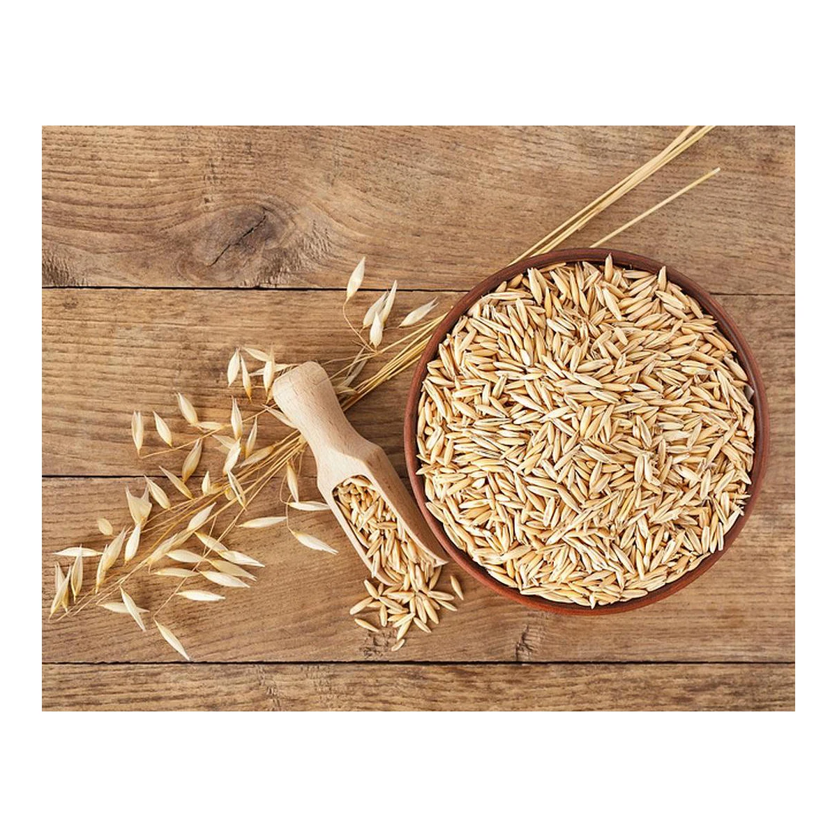 Premium quality natural oats grain wholesale prices