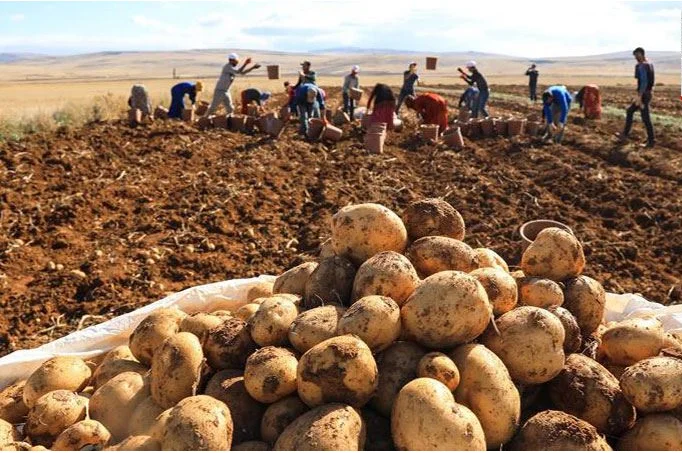 HIGH QUALITY Fresh Potatoes  - TURKEY (Antalya) 2022