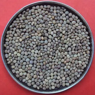 Bulk Best Quality  Guar seed for international market