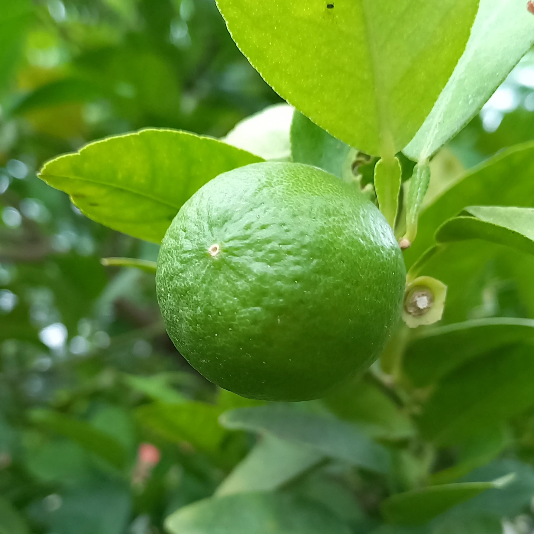 Fresh Green Indian Lemon