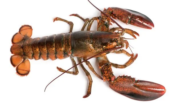 Wholesale Seafood Supplier Lobsters For Sale In Cheap Price