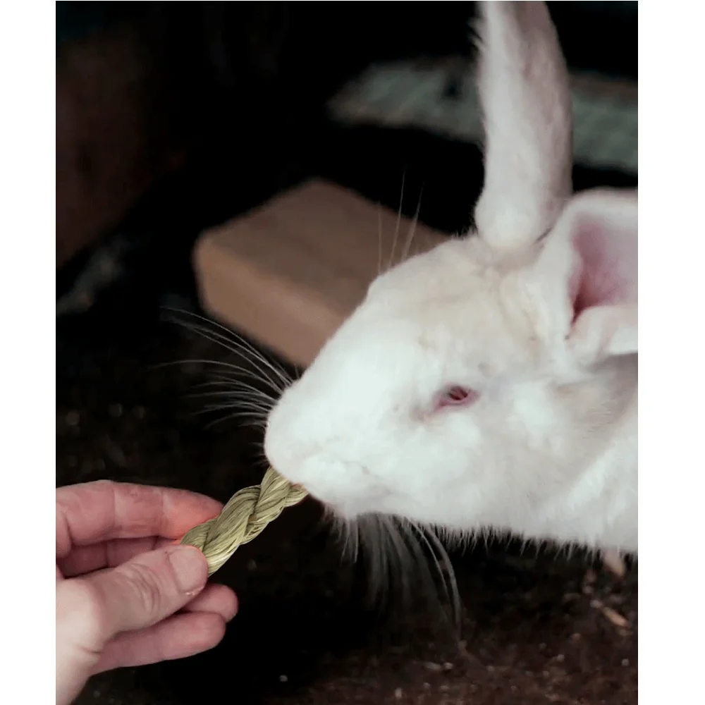 Small Pets Chew Toys Pet Bunny Teeth Grinding Guinea Pig Teeth Care Molar Toys Accessories for Rabbits Gerbils Rats Chinchillas