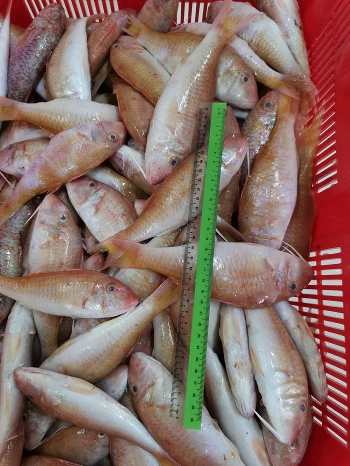 Malaysia High Quality Top Grade Natural Frozen Seafood Whole Round Red Mullet Goat Fish