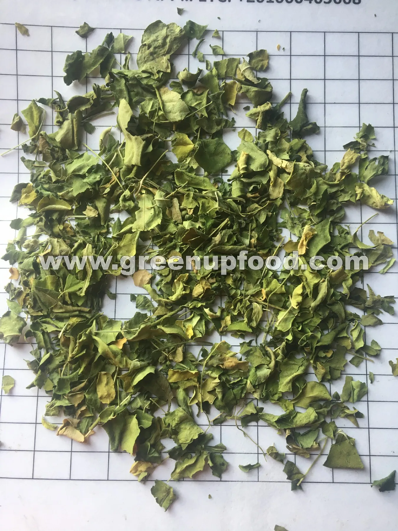 Moringa leaves green color no ash content no admixture no dark leaves  no impurities  fresh crops Moringa oleifera