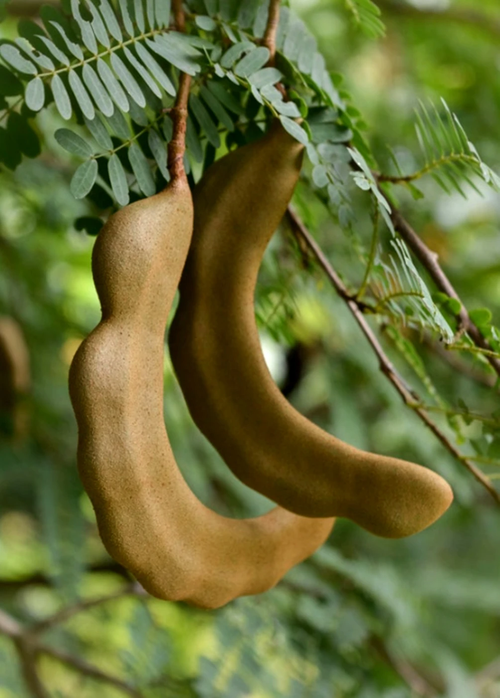 Sour Tamarind Paste Premium Quality tamarind seedless for food and Cosmetics No Chemical Tamarind export Product of Thailand