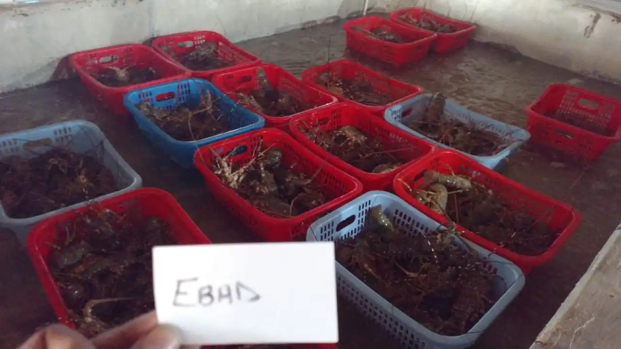 
High Export Quality Live Lobster Available - Alive Bamboo Lobster for Hong Kong - Fresh Rock Lobster for China 