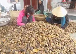 Полностью высушенные белые орехи/орехи арекса из Вьетнама // Jolene + 84