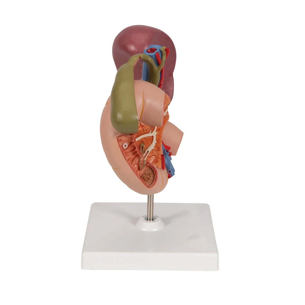 Human Spleen Model biology human anatomy student school educational teaching model Radical