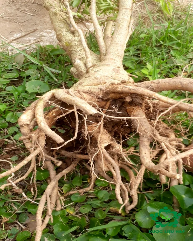 Ming Aralia with Root and 30 cm Long of Main Stem100% Purity Vietnamese Ginseng