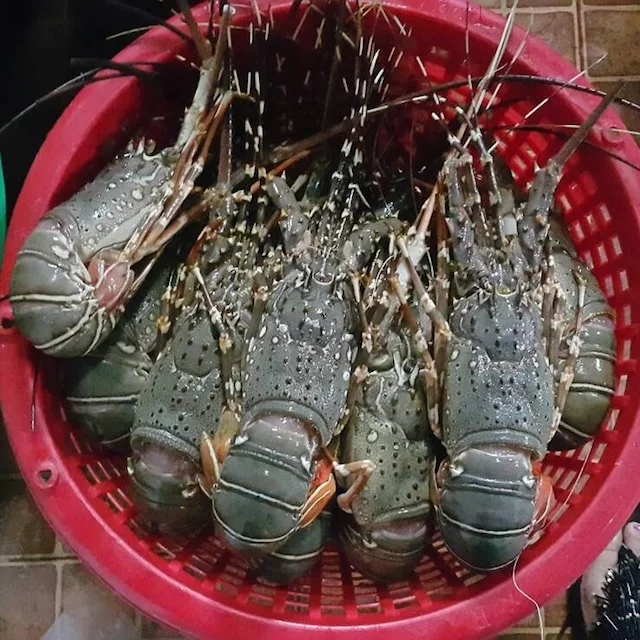 lobster 4.jpg