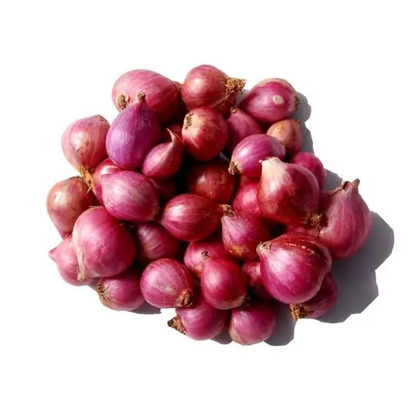 Organic and fresh onion seeds red for wholesale from India