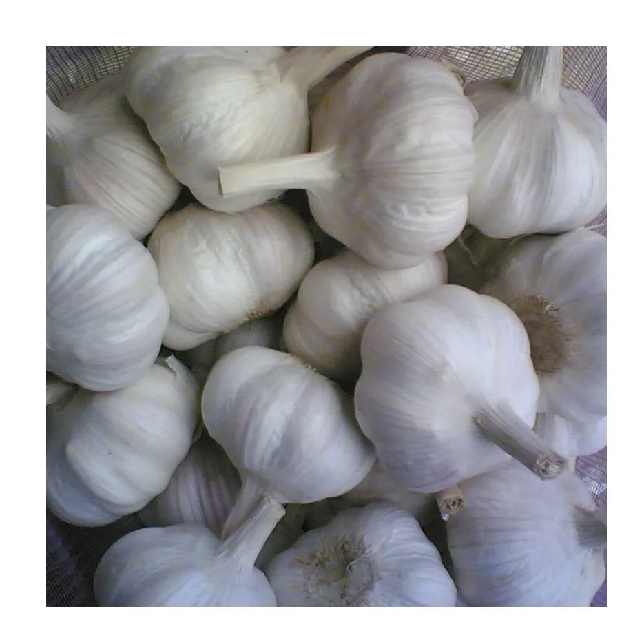 Fresh Garlic / Fresh White Garlic / White Garlic Top Grade For Sale From Thailand