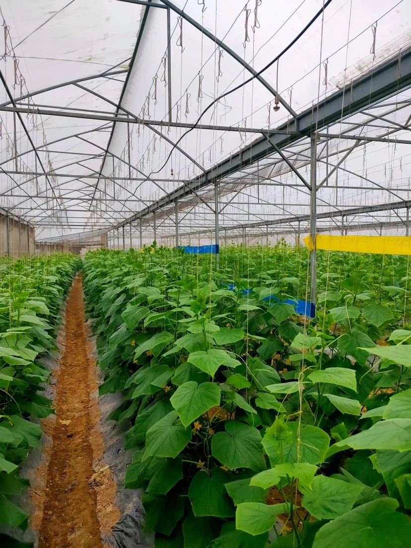 Свежие и сочные молодые огуречные продукты оптом экологически чистые фермы купить сейчас по лучшей цене