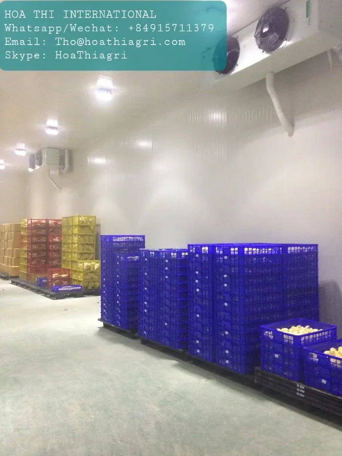 24 месяца оболочки жизни общий тип культивирования весь форма Замороженная IQF дуриан monthong Ri 6 высокого качества из Вьетнама