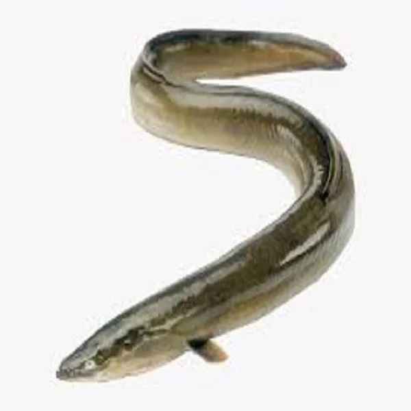 Eel fish live frozen 100% export quality