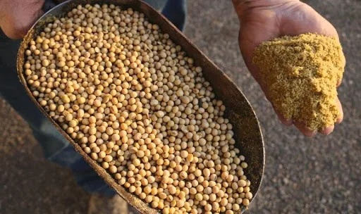 Factory Wholesale Organic Soybeans Non Gmo Soy Top Grade Yellow Soybeans With High Protein