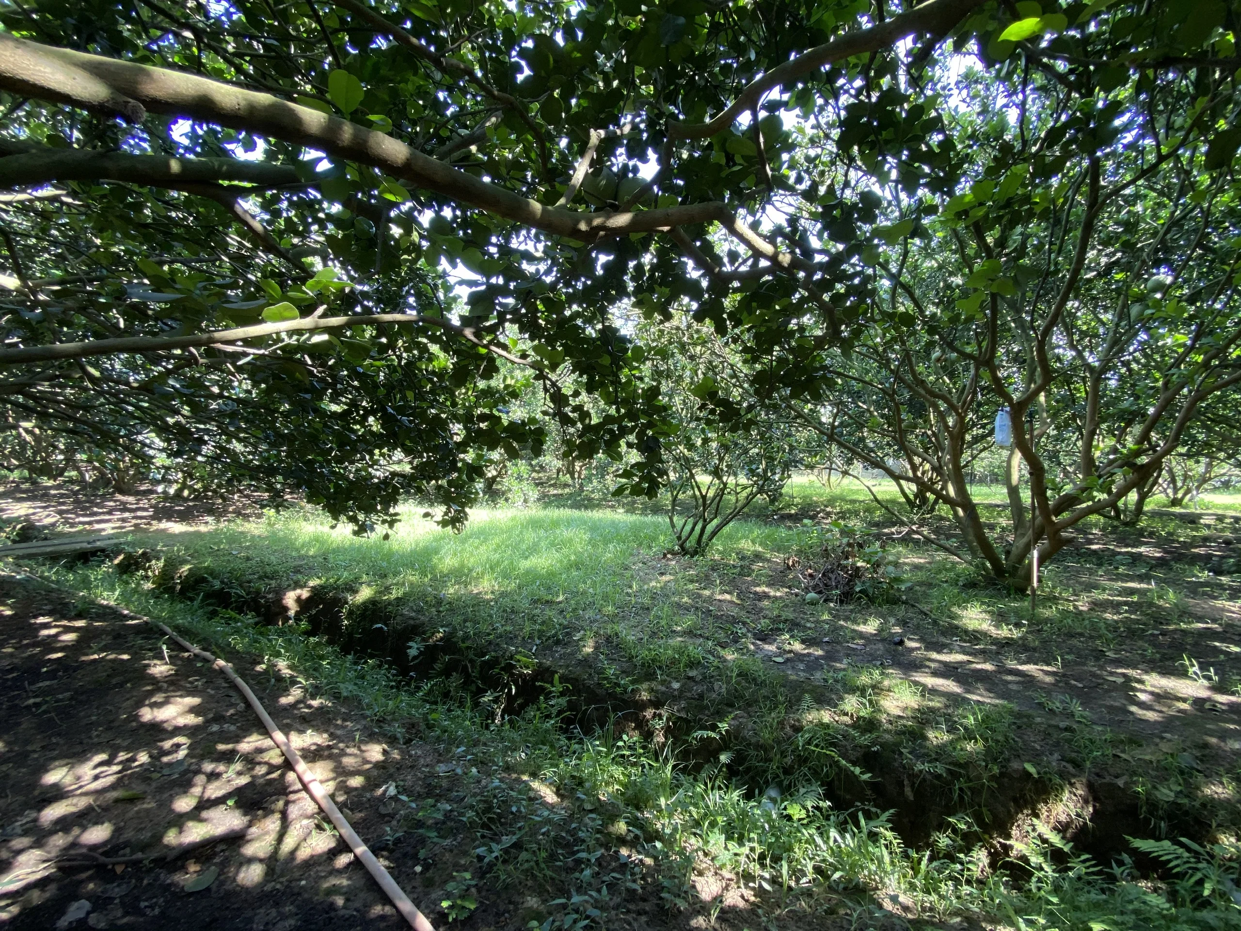 High Quality New Crop Carton Box Packaging Fresh Organic Pomelo Export From Vietnam Manufacturer