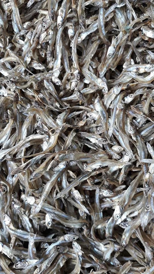 Best quality Dried anchovy by sunshine from Vietnam High nutritive dry anchovy fish/ dried anchovy