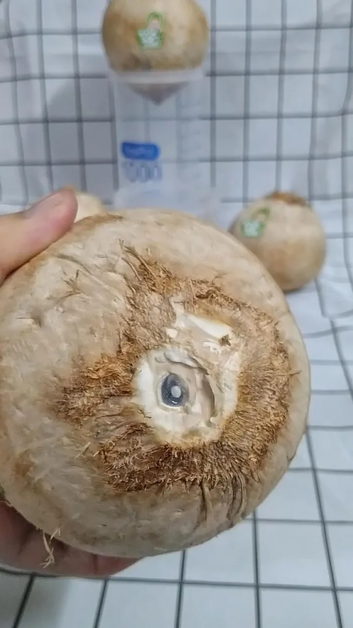 Свежий молодой кокос для оптовой продажи/полуочищенный из Вьетнама/быстрый ответ