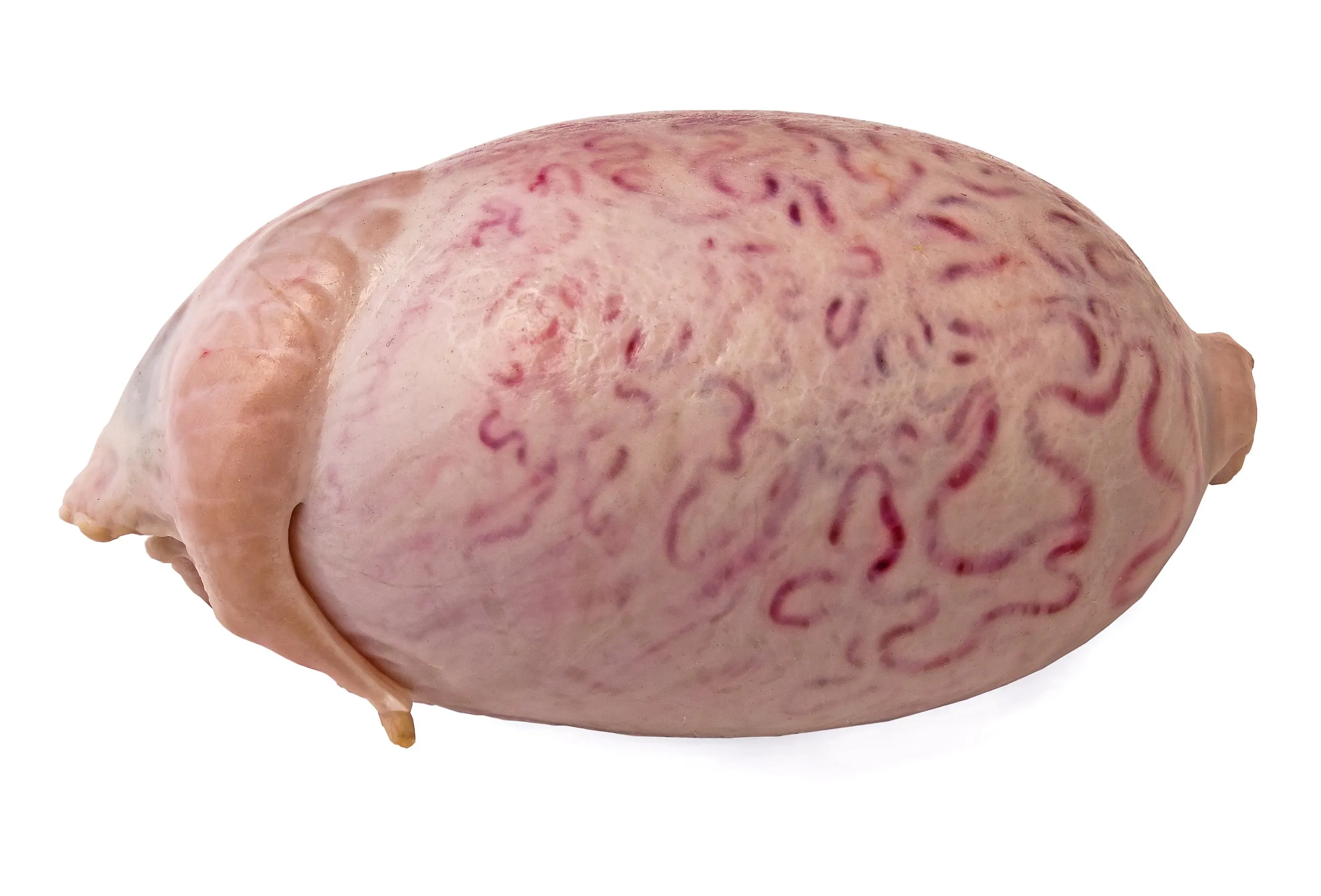 FRESH FROZEN BEEF TESTICLE HIGH QUALITY FRESH PROCESSING FROZEN BEEF TESTICLE ORIGIN MONTENEGRO