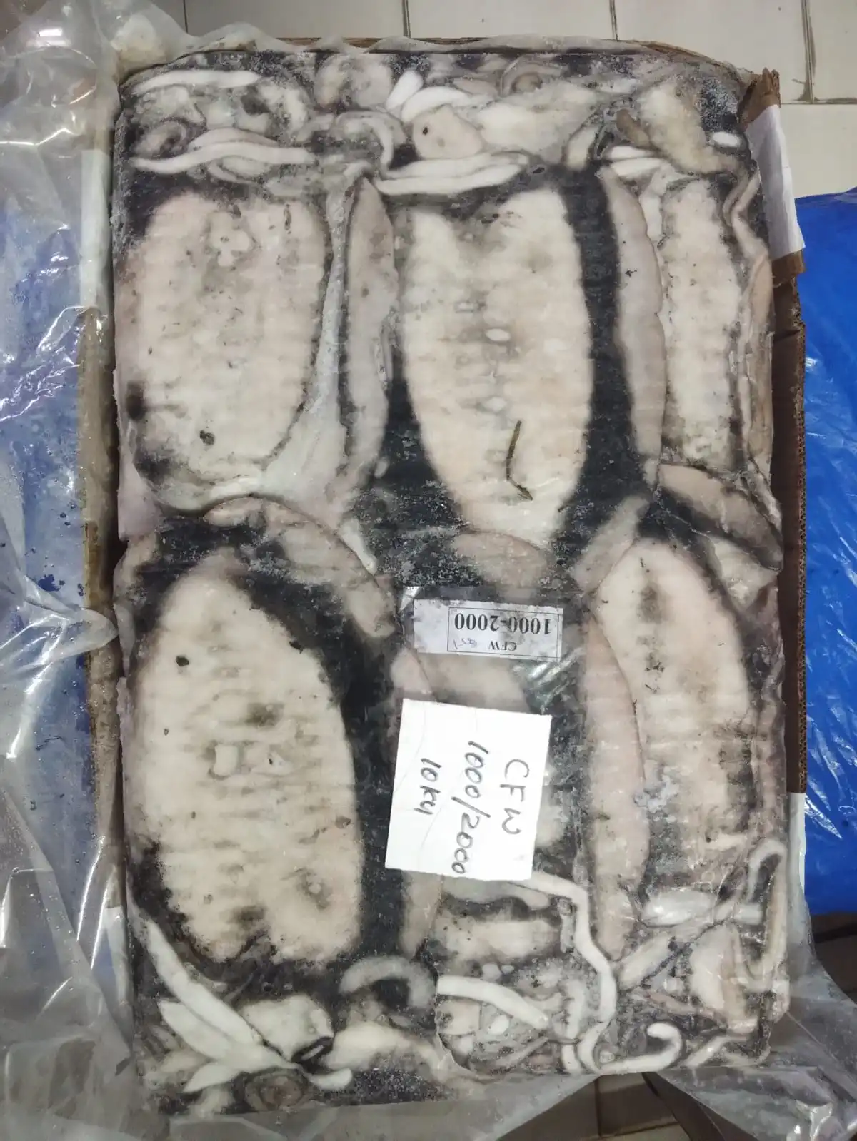 Block frozen Cuttlefish whole from India, cuttlefish size 1000/2000, 2000 up