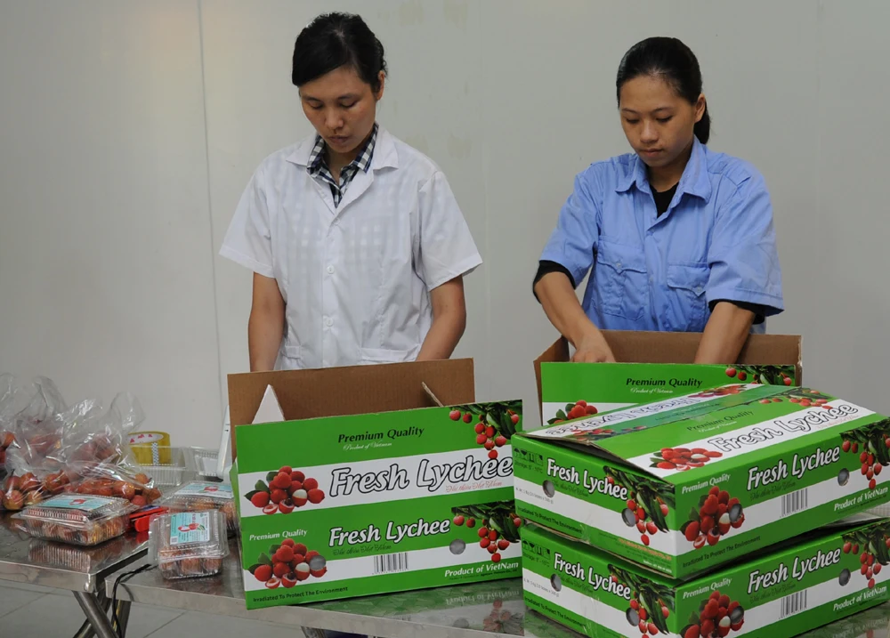  Оптовая продажа специальная кухня вкусная Органическая личи класса А с приятным вкусом из Вьетнама