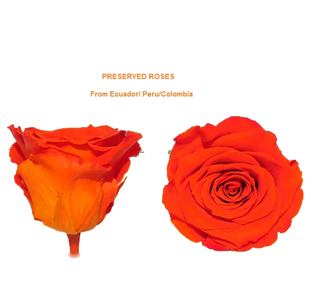 Эквадор розы