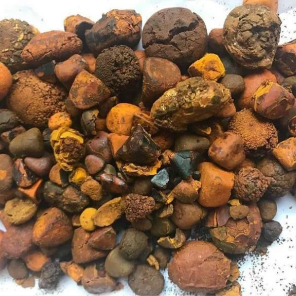 Quality Ox Gallstones Cattle Gallstones Cow Gallstones