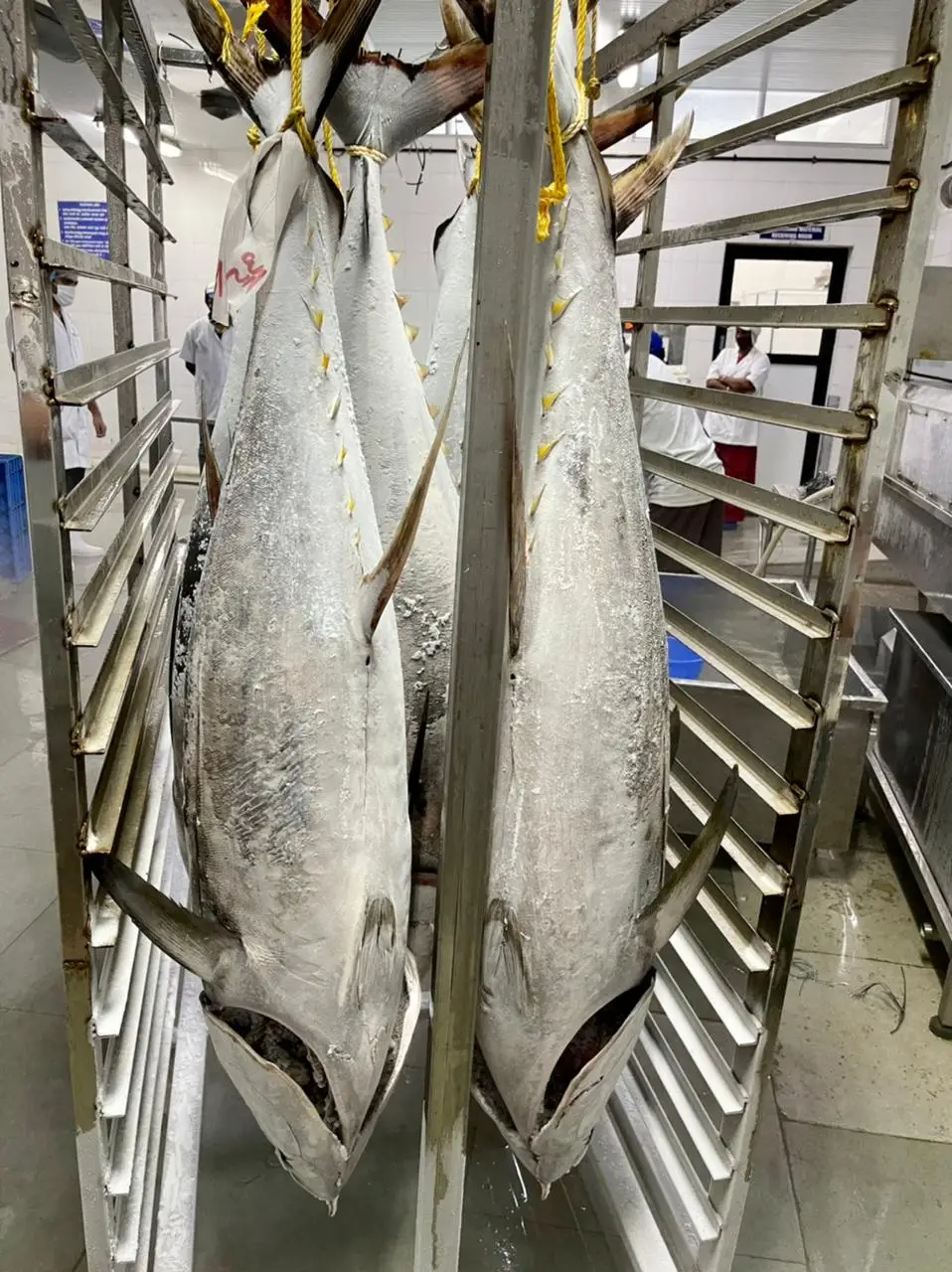 Замороженный желтый плавник тунца, круглая и обжаренная