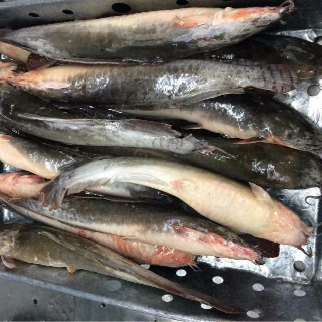  «Холодное сердце» в виде большого толстого сома для поставленный Африканскому рынку 10 кг 500-1000 г/шт.