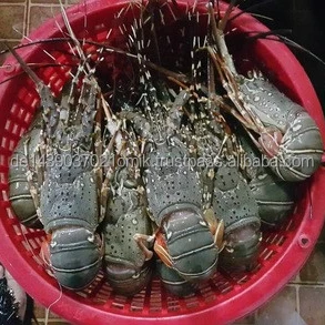 LOBSTERS  (11).jpg