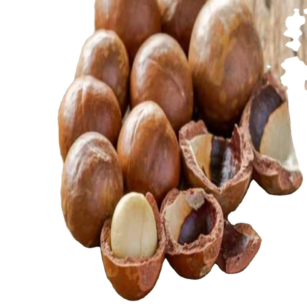 Macadamia Nuts Raw Salted Roasted Maca Nuts Healthy Food Macadamia in Shell