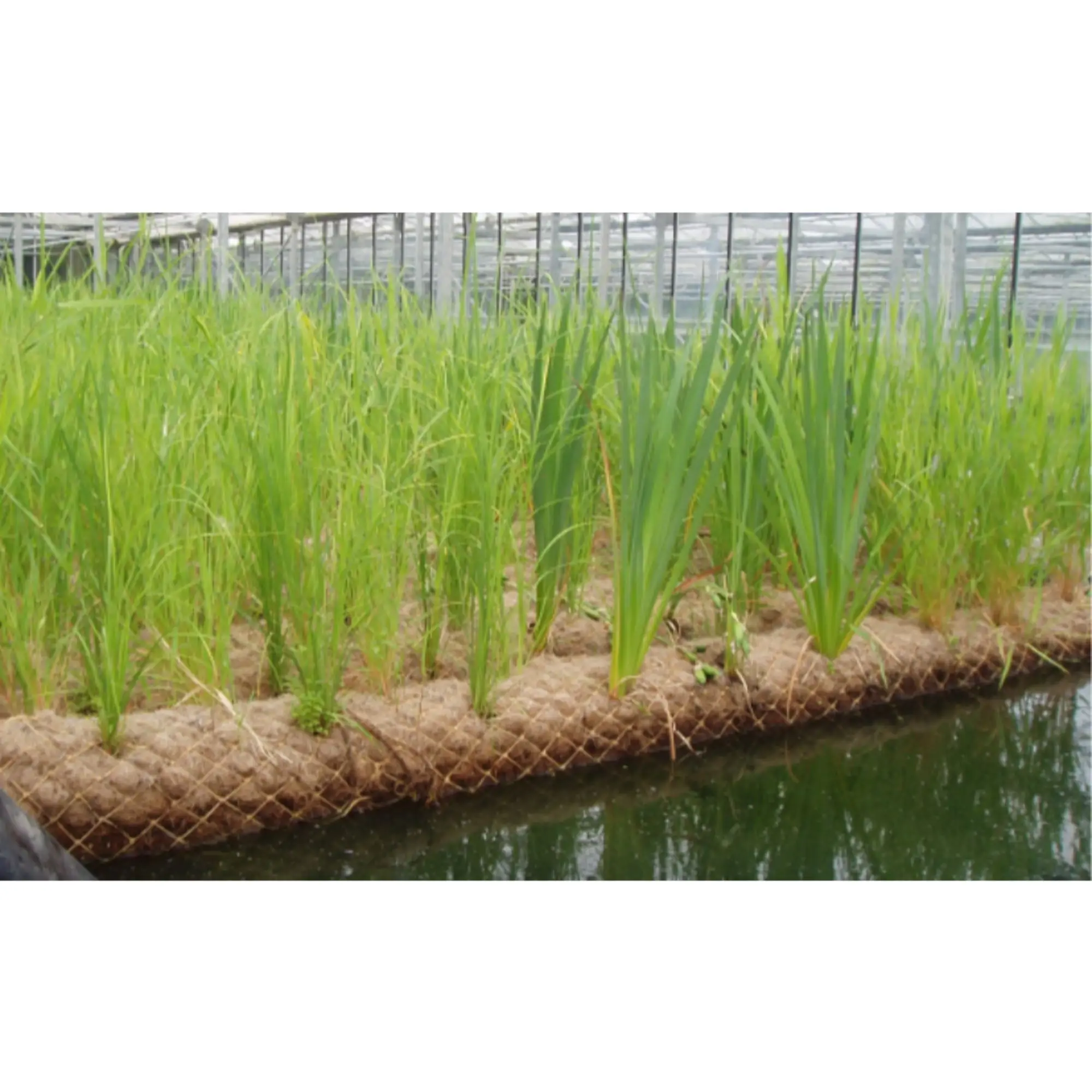 Coconut coir log for river bank stabilization - coir log for erosion control