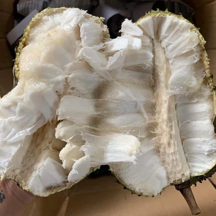 FRESH SOURSOP/GRAVIOLA  Lowest price/stable quality
