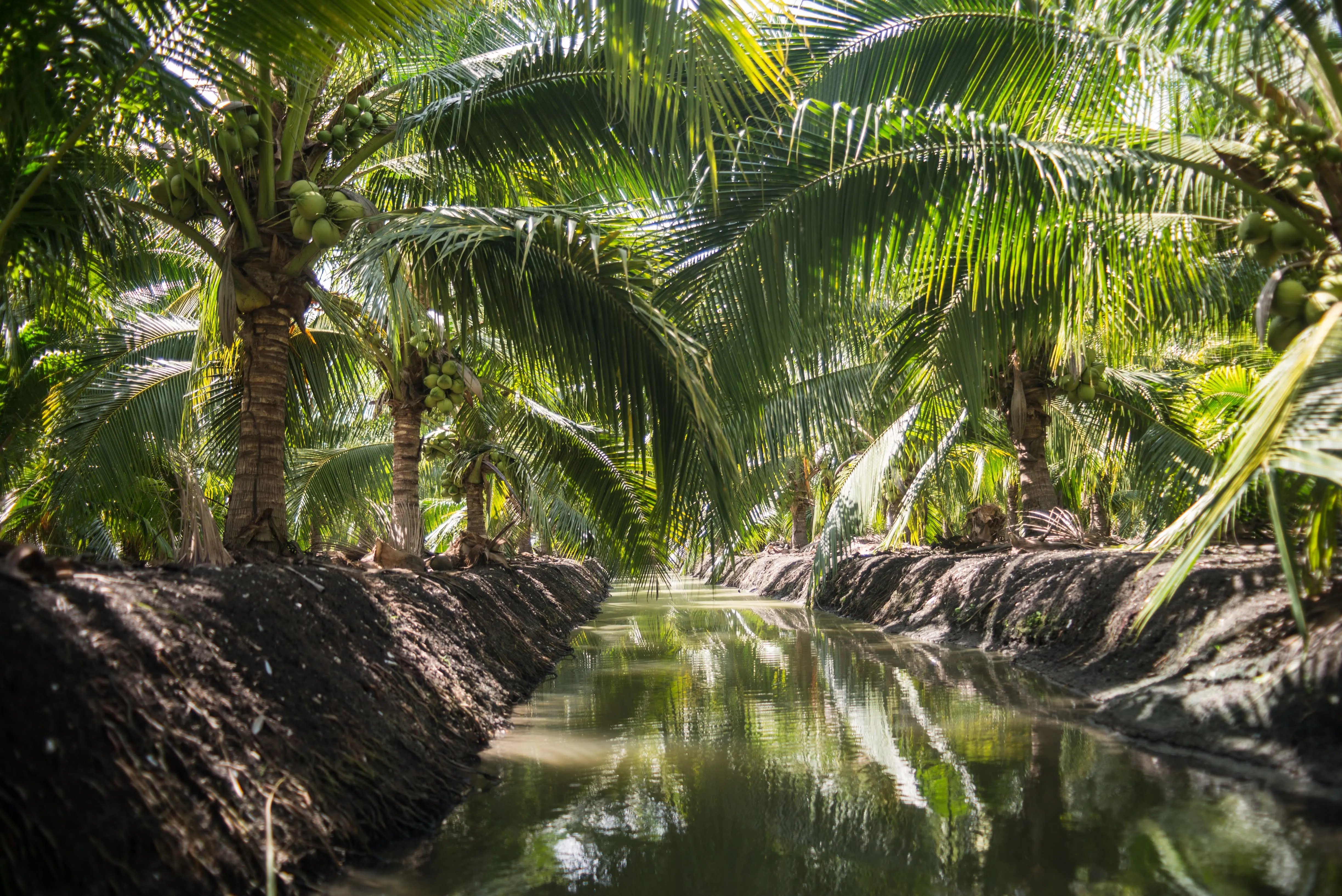 Свежий кокос класса А молодой Таиланд оптовая продажа высокое качество зеленый полуочищенный