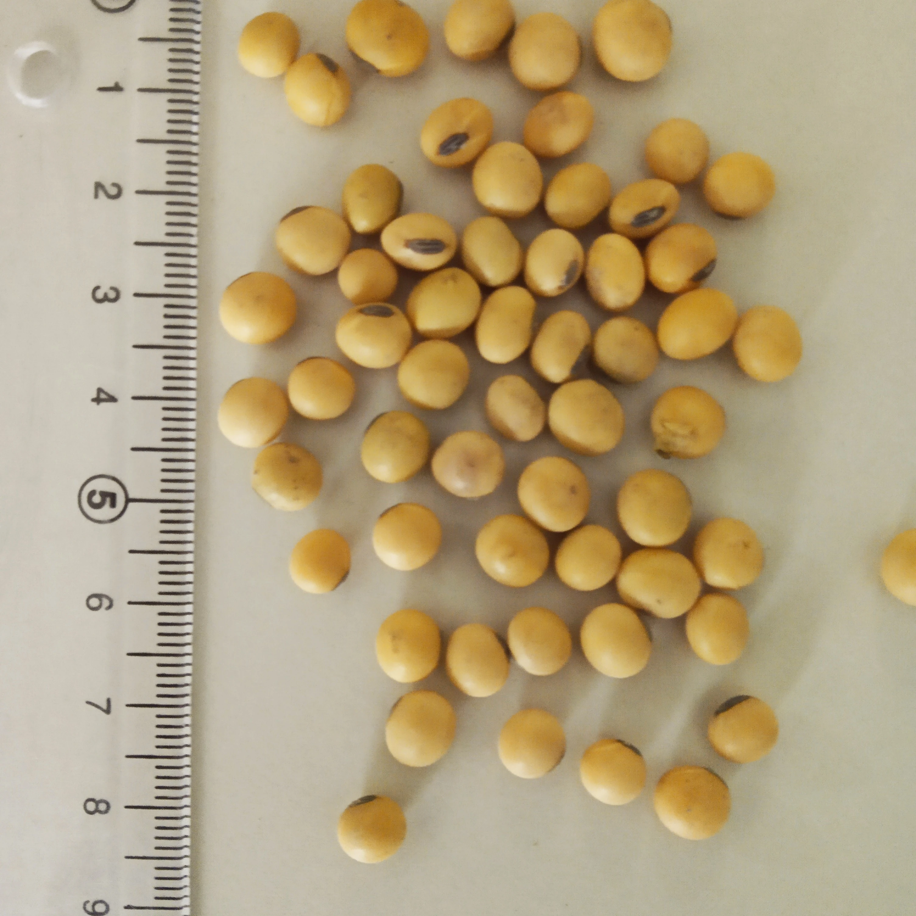 Excellent NON GMO Soybean from Argentina